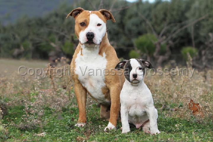 Amstaff adult sales